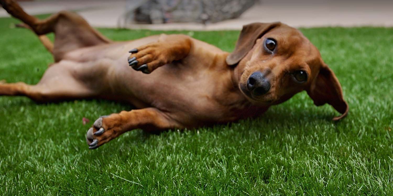 artificial grass parks